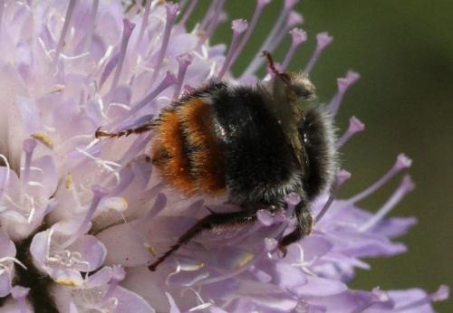 Bombus sp.